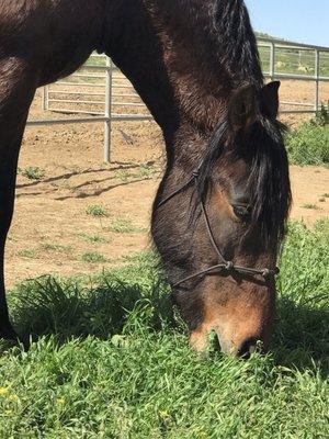 Menifee Meadows Equestrian Center