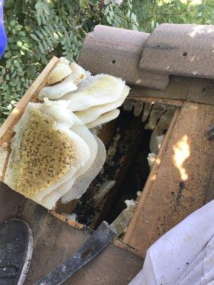 Tile roof honey removal.  If you don't remove the honey it could melt and damage your home!