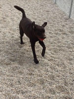 Having fun in doggie day care