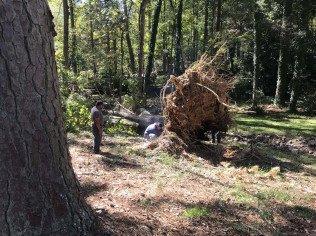 Tree and Stump Removal in Chapel hill, NC