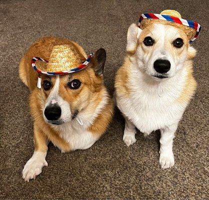 My two corgis, both seen by the vet