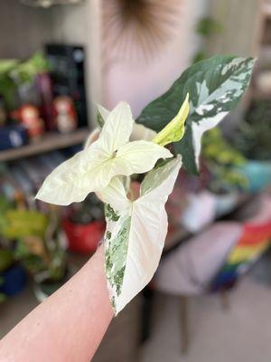 Syngonium Albo Variegated