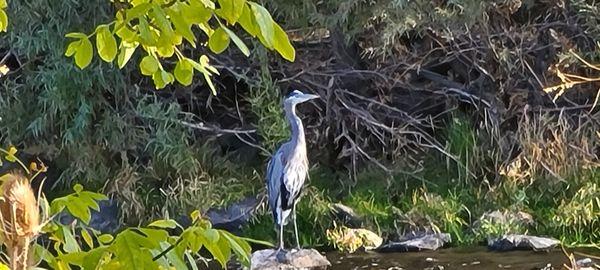 Our local Blue Heron!