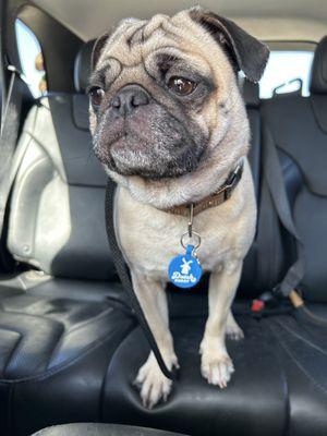 winston, the pug with his fresh nails