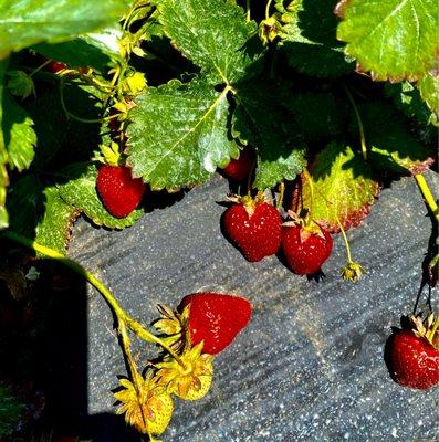 Strawberries are so juicy