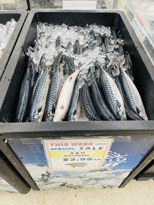 Mackerel