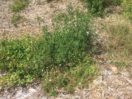 Spanish needle and this other common weed all over my yard