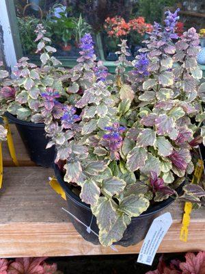 Black Scallop Ajuga