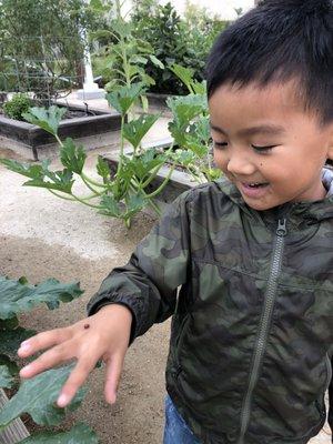 The neighborhood garden where you can harvest veggies when they're ready. We found 2 ladybugs and called them Spider-Man and Venom.