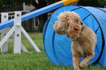 We offer dog agility training as well as a variety of other group classes.