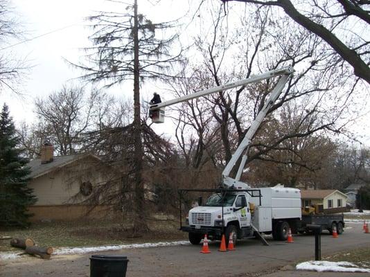 Removal of 70 foot spruce, felling the top out