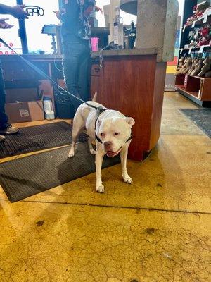 One of the worker's furry friend, Ghost. She was so sweet and friendly to us.