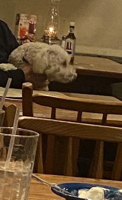 Dog at the table