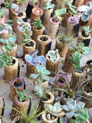 Workshop:  Living succulent in wine corks!