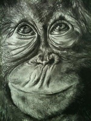 Charcoal Illustration
 Janet Lombardi Blixt