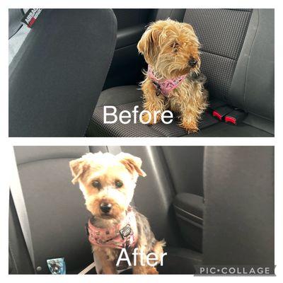 Before and after doggie pic