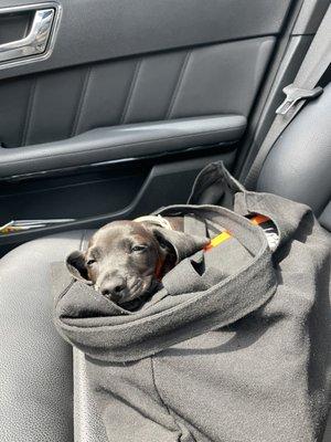 My puppy relaxing inside the freshly cleaned interior after a day at the vet.