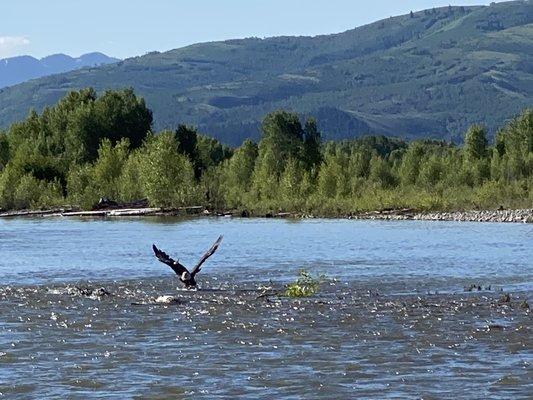 Bald eagle on the River.