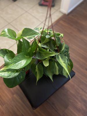 Philodendron and a Golden Pothos