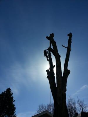 Piecing down maple tree