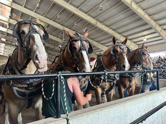 Horse Pull Competition athletes