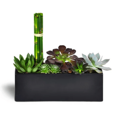 Succulent Zen Oasis: http://www.driftwoodfloristjupiter.com/jupiter-flowers/succulent-zen-oasis#.Vb-Wn8ZViko