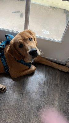 Diego excitedly waiting for his play date with Patti. He runs to the door to wait for her on our play group days