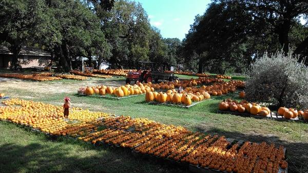 Bracken UMC Pumpkin Patch