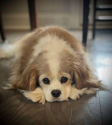 Buddy, our Therapy Dog, mostly in Rebecca's office, but also likes to greet clients in the lobby and hallways:)