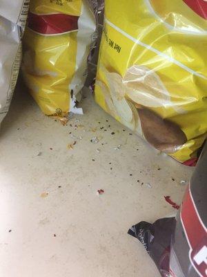 Mouse droppings and chewed through chip bag in plain sight!