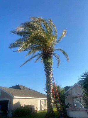 We also trim and remove trees along with the stump.