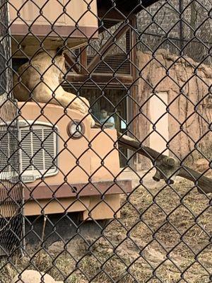 Lion exhibit