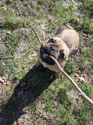 Georgie enjoying his yard time!