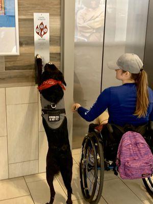 I'll get that for you mom  - our service dogs are highly trained and prepared to assist their handlers