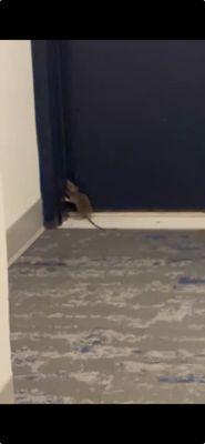 Rat outside an apartment.