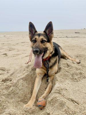 Our GSD Dakota enjoying off-leash freedom thanks to RefinedK9!