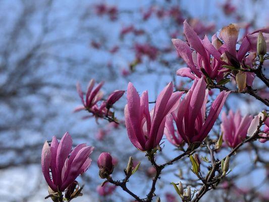 April 5 2020; Magnolia.