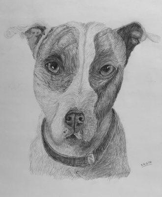 Graphite drawing of a pet by a 12 year old student