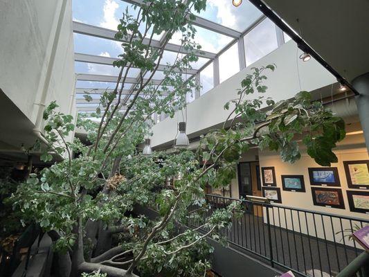 American Beech Tree shooting through the center of the museum