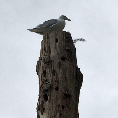 Beautiful seagull resting