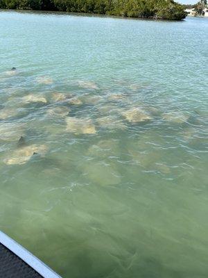 Stingrays