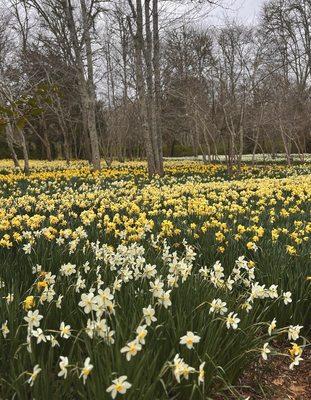 DNRT Parsons Reserve Daffodil Field