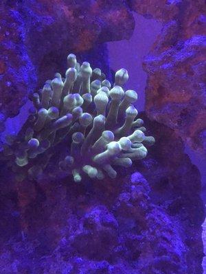 Green rainbow bubble tip anemone