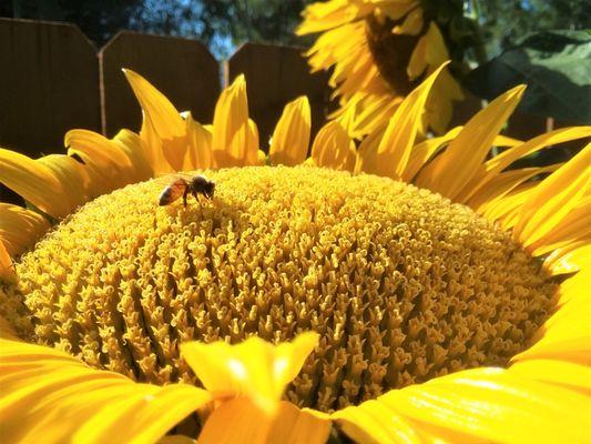 Bee kind to all life. Gunnison, CO