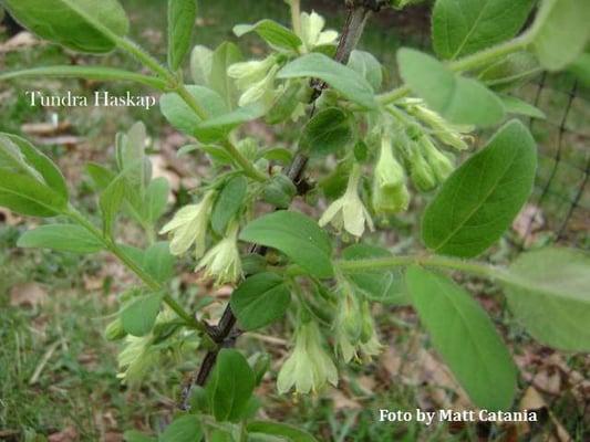 Tundra haskap (honeyberry) blossoms