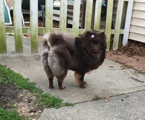 Love my Pomeranians haircut!