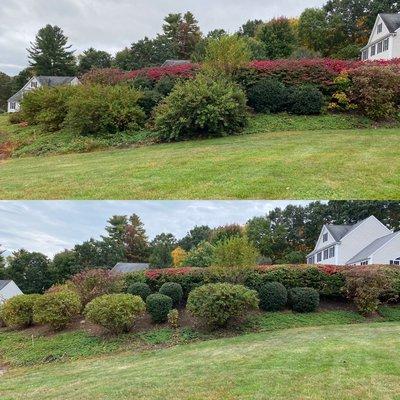 Hedge and bush trimming