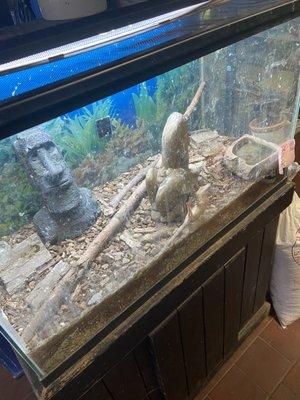 A crested gecko, an arboreal and tropical species, housed in a "desert-esque" enclosure.