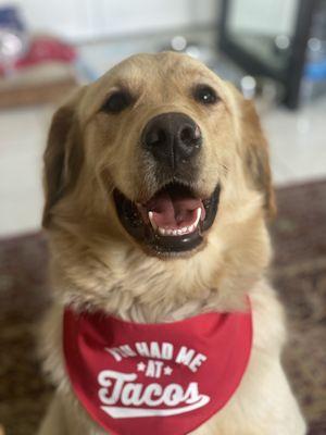 Maverick the golden retriever