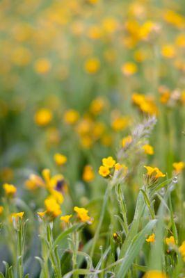 common fiddleneck